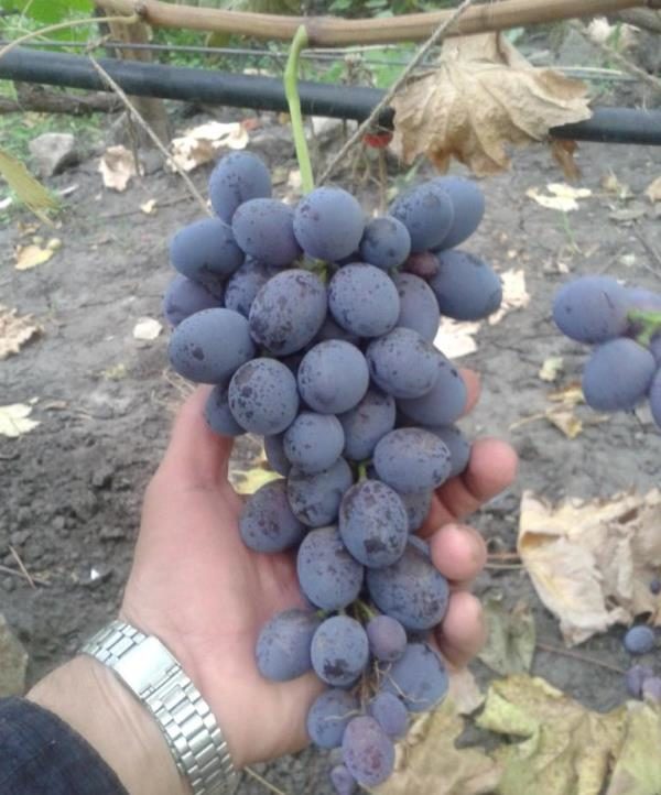 Ссылка на kraken at