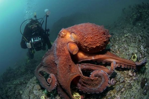 Kraken 12 at сайт